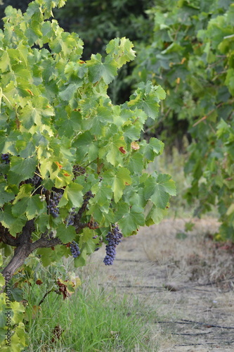 uvas negras en la parra