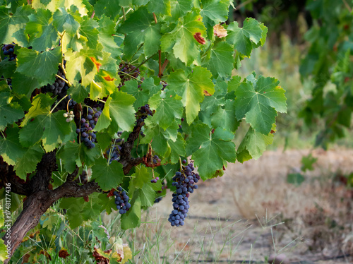 uvas negras en la parra