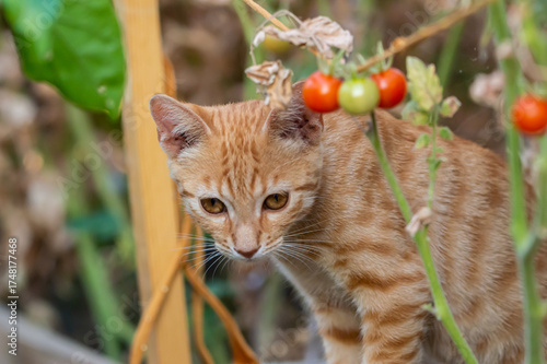 Gato pequeño jugando en una tomatera