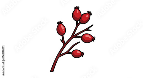 A close up illustration of several red rosehip berries growing on a thorny branch in the autumn season.