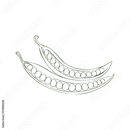 Simple Line Art Illustration of Two Open Pea Pods Revealing Seeds