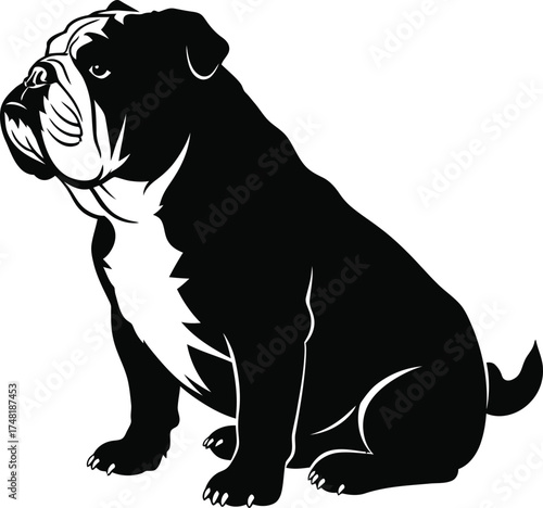 Illustration of a black and white bulldog sitting isolated on white background the bulldog is a popular breed of dog known for its distinctive appearance