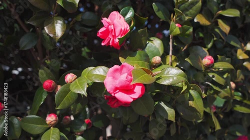 Closeup of a single flower of Camellia japonica Nagasaki in a garden in early spring