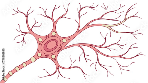 Illustration of a Neuron Cell on a White Background.