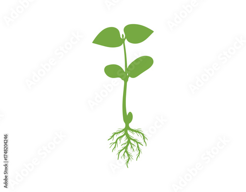 A green silhouette showcasing a sprouting bean plant with its leaves and root system, isolated on a white background.

