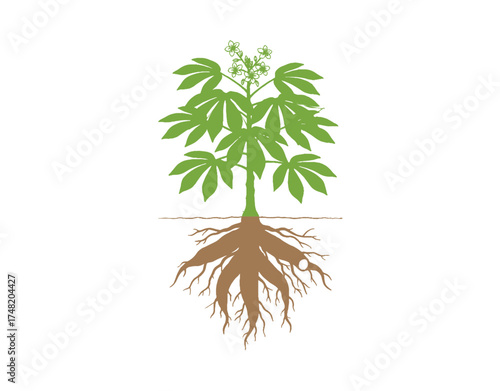 Cassava plant with green leaves, yellow flowers, and brown tuberous roots.
