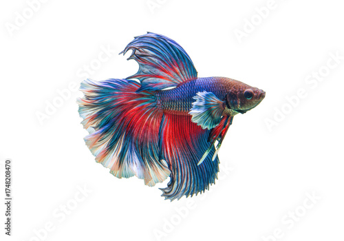 Isolated tropical Siamese fighting fish, Betta splendens, ornamental beauty, vibrant colors