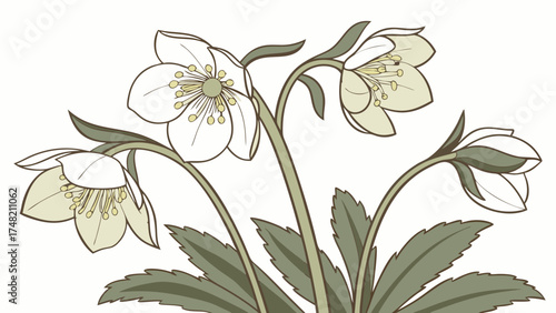 Vintage botanical illustration of white flowers and green leaves on a white background.