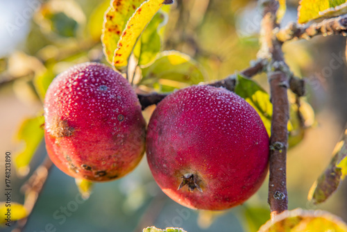 Frost auf reifen Roten Äpfeln