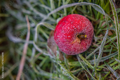 Frost auf reifen Roten Äpfeln