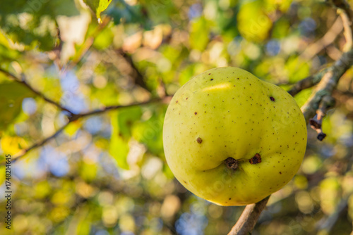 Quittenapfel am ast in einem Streuobstgarten