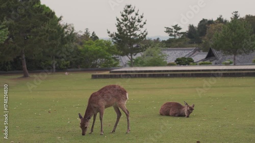 Close portrait of a deer in the city of Nara, Japan