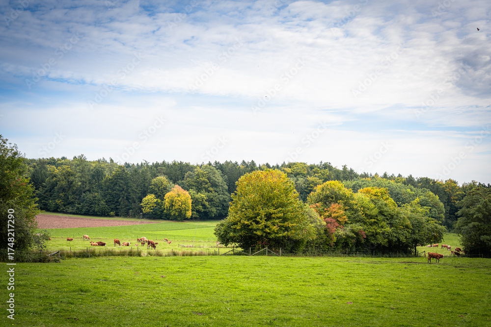 Fototapeta premium Kühe auf der Weide