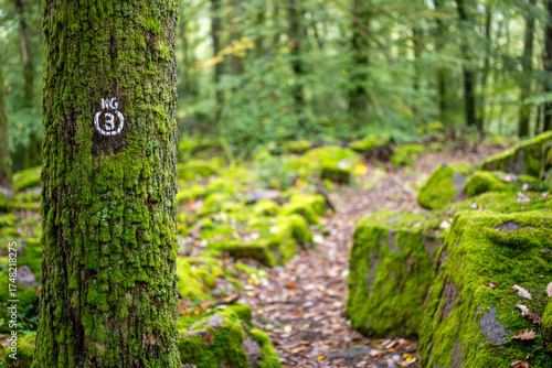 Felsenpfad im Odenwald