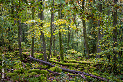 Felsenpfad im Odenwald