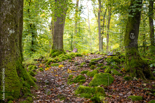 Felsenpfad im Odenwald