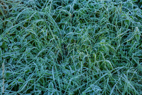 Bodenfrost auf Brennnesseln im Herst