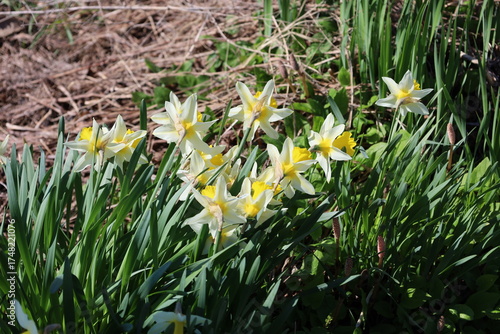 white and yellow narcissus