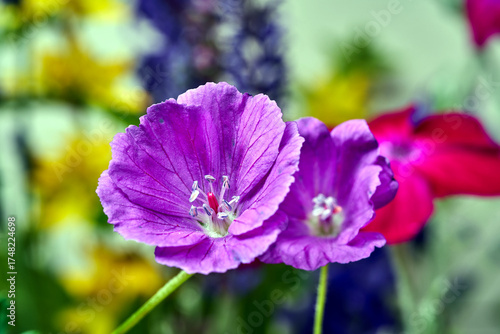 close-up of a geranium flower in a garden during spring