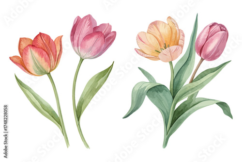 Wallpaper Mural Hand-Painted Tulip Flowers Watercolor Design Isolated on White background Torontodigital.ca