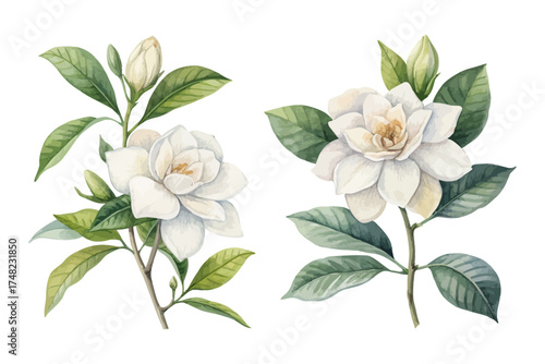Gardenia Flower Watercolor Painting for Decor isolated on white background