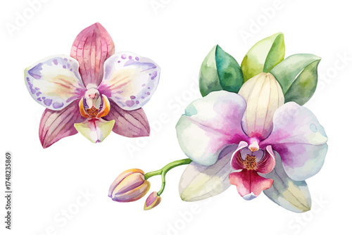 Exotic Orchid Watercolor Clipart Collection vector illustration