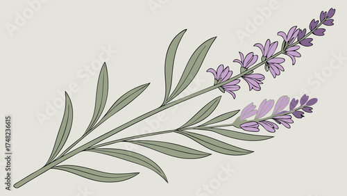 Lavender Flower Illustration Botanical Art on a Neutral Background.