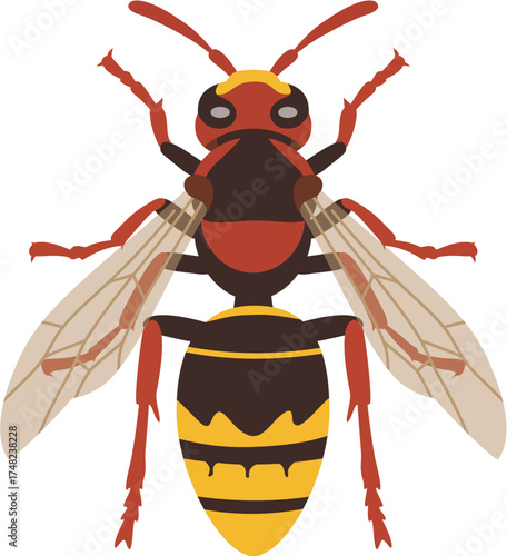 European Hornet