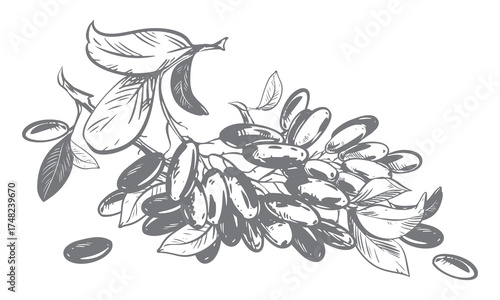 Line sketch of a barberry. Vector illustration of a sour berry. Imitation of an old engraving. Barberry branches lie on a table. Ink drawing.