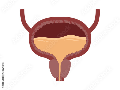 Human Normal Bladder Anatomy