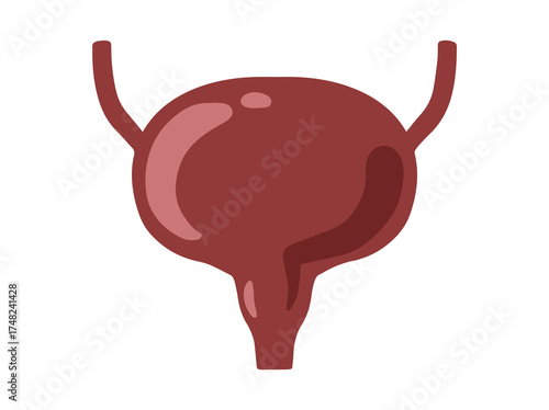 Human Normal Bladder Anatomy