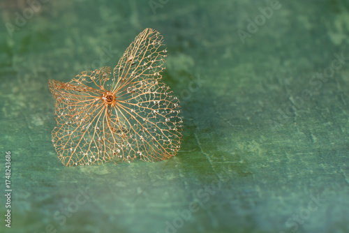 The skeleton of a flower with dew drops isolated