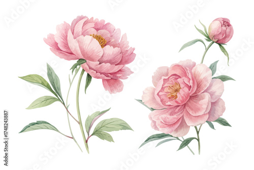 Elegant Pink Peony Watercolor Painting for Greeting Cards Isolated on White background