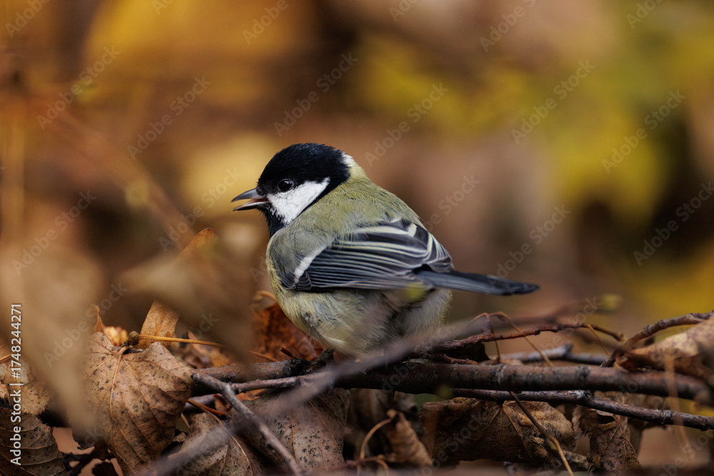 Fototapeta premium great tit parus major