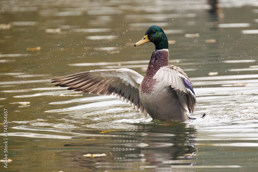 Fototapeta premium duck on the water