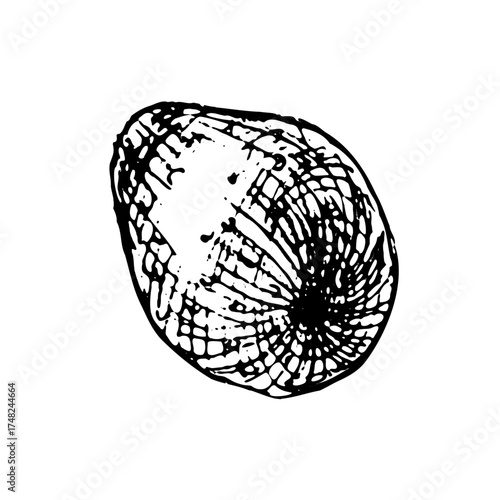 Whole vector linear avocado sketch illustration isolated on transparent background, rear view. Hand drawn tropical vegetable in engraving style.