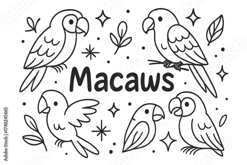 Colorful Macaws Doodle. Doodle macaws with stars, sparkles, and leaves, center word “Macaws” in black and white isolated