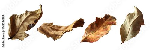 Set of  dried brown leaves isolated on white background