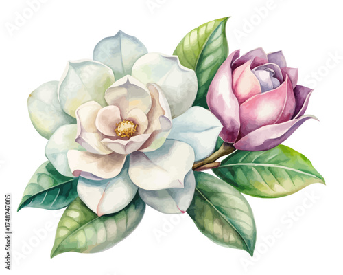 Elegant Gardenia and Magnolia Watercolor Clipart vector illustration
