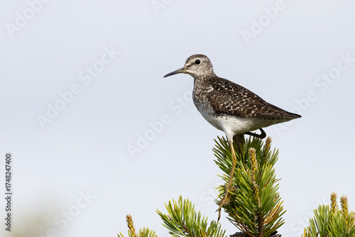 Billede på lærred Wood sandpiper
