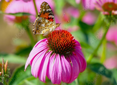 Butterfly and pink echinacea flower in the garden