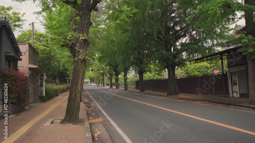 Wallpaper Mural City Of Tenri, Nara, Japan - 2 may 2025 Tenri City Street Lined with Gingko Trees Torontodigital.ca