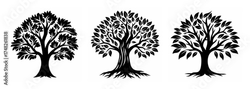 Three majestic black silhouette trees featuring detailed branches and roots