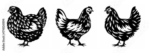 Three distinct black and white hen portraits showing detailed feathers and natural stance