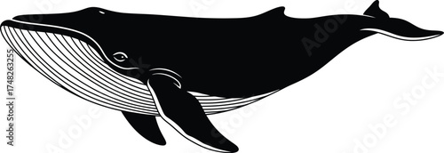 whale silhouette in profile with throat grooves and baleen detail on white background