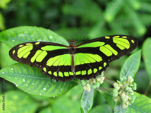 Tableau sur toile The magnificent passion butterfly (Philaethria dido) is a butterfly (day butterfly) from the family Nymphalidae