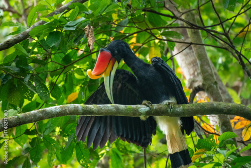 Rhinoceros Hornbill perched on a tree branch close-up