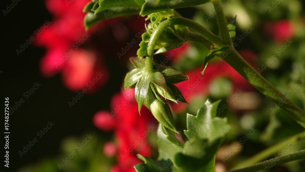 Naklejka premium Pąki pelargonii przed rozwinięciem kwiatu