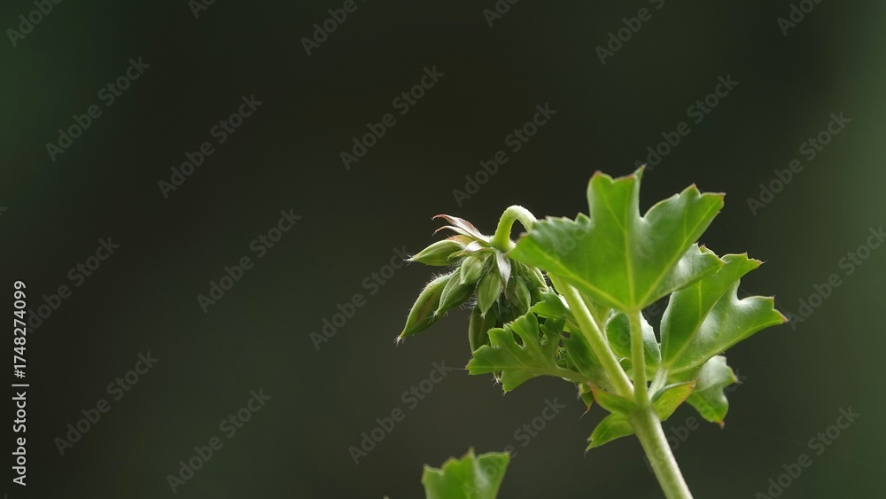 Naklejka premium Pąki pelargonii przed rozwinięciem kwiatu