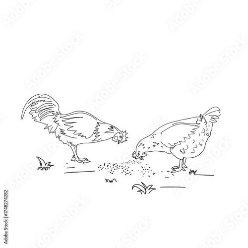 sketch of a pair of hens and a rooster eating feed